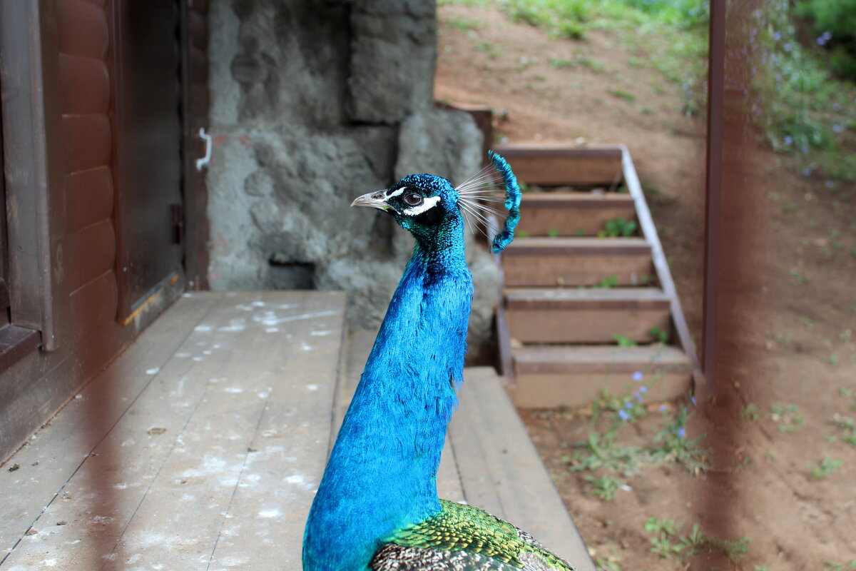 Павлин - Марсель Валеев
