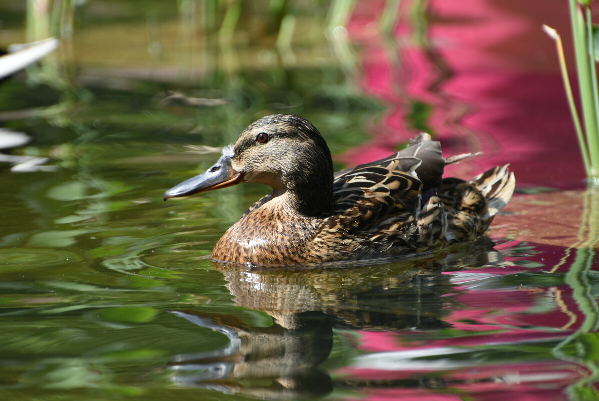 Москва. Весна в Аптекарском... - Наташа ***** Москва. Весна в Аптекарском... - Наташа *****