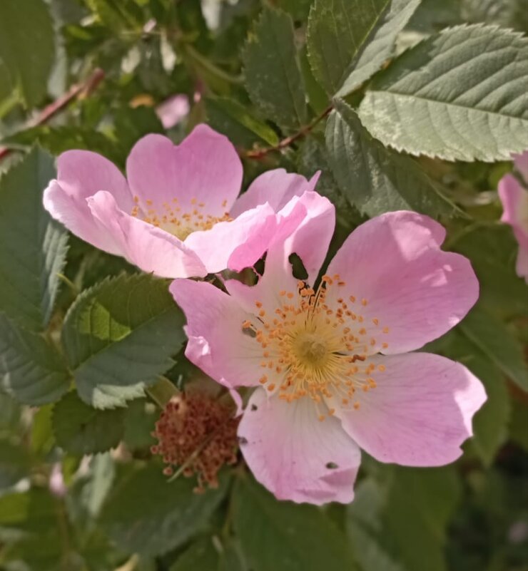 Шиповник - Елена Семигина