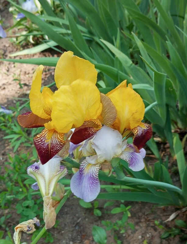 ***** - Елена Семигина