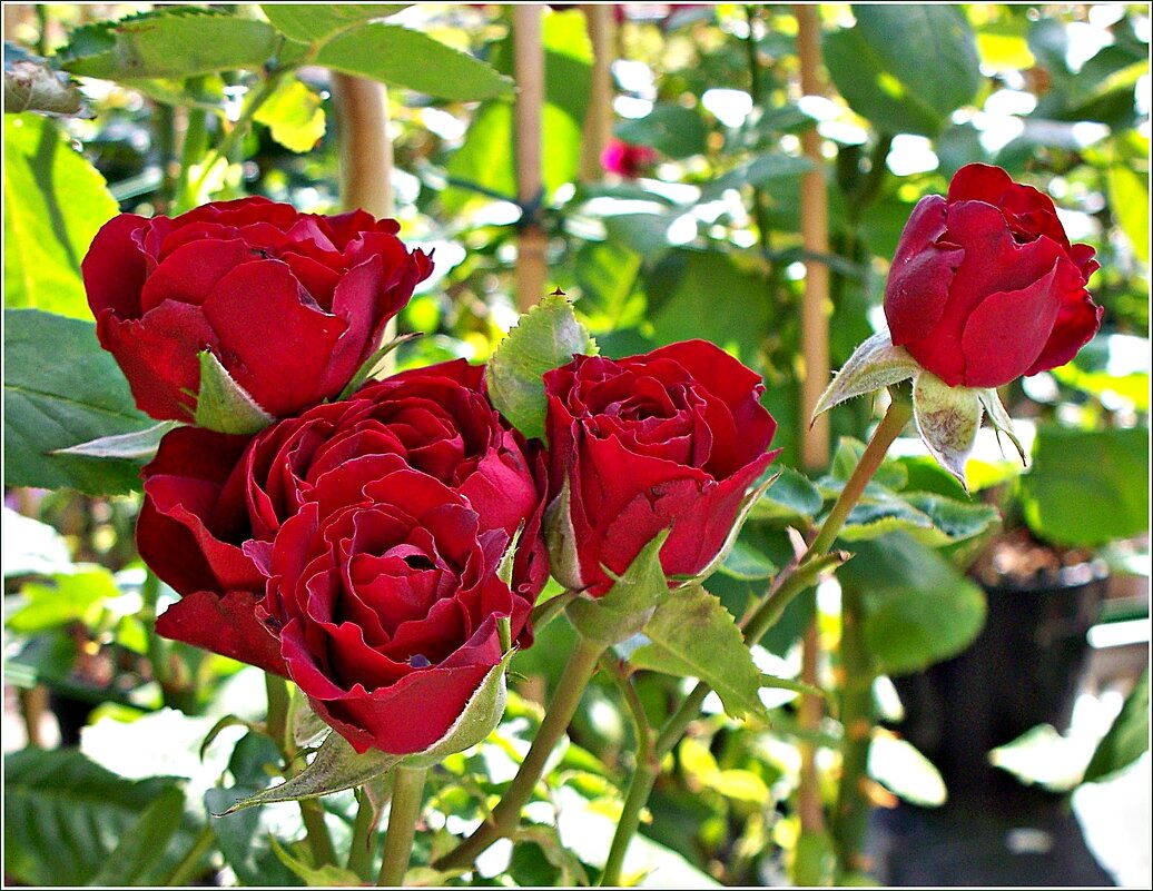 Время роз. - Валерия Комова Время роз. - Валерия Комова