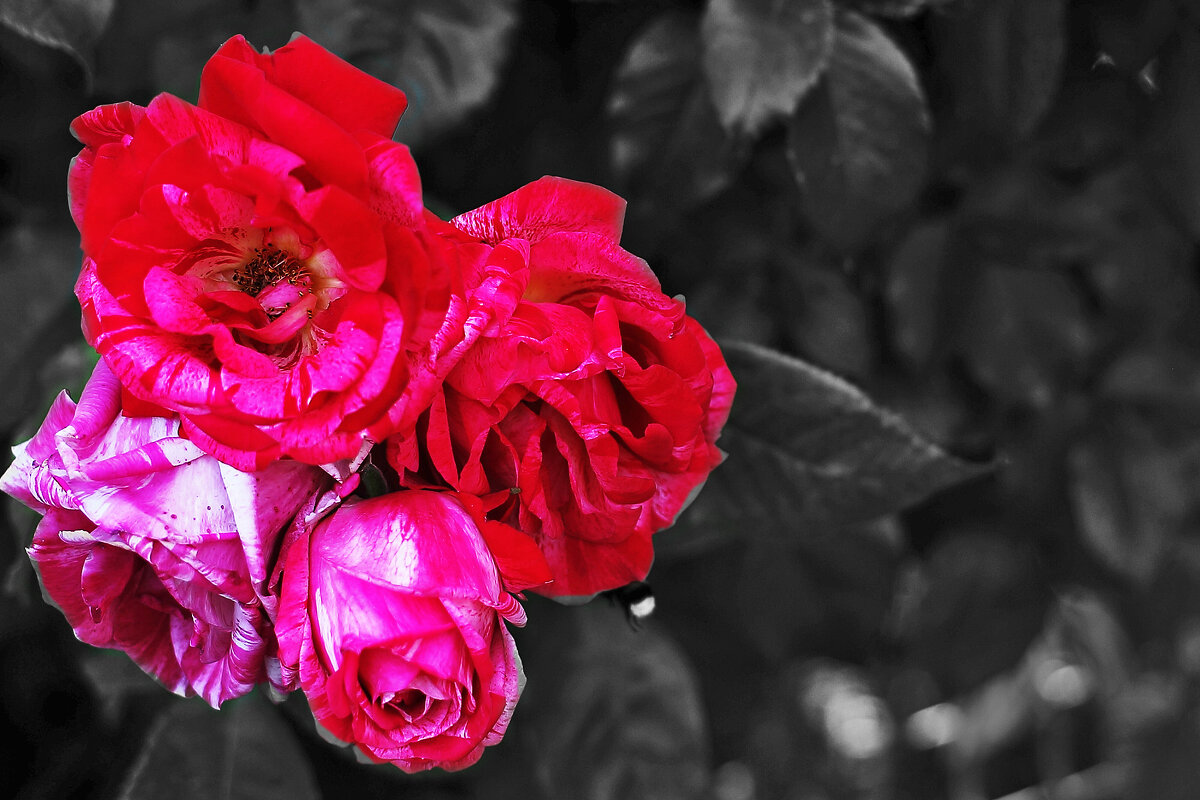 Розочки - Юрий Гайворонскiий Розочки - Юрий Гайворонскiий