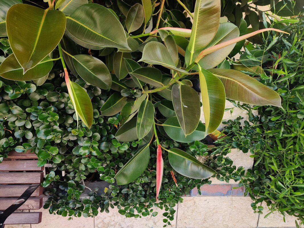 фикус на нашей улице! - Светлана Хращевская фикус на нашей улице! - Светлана Хращевская