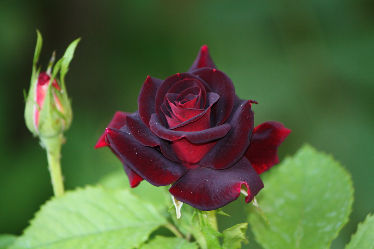 ... - Константин Штарк