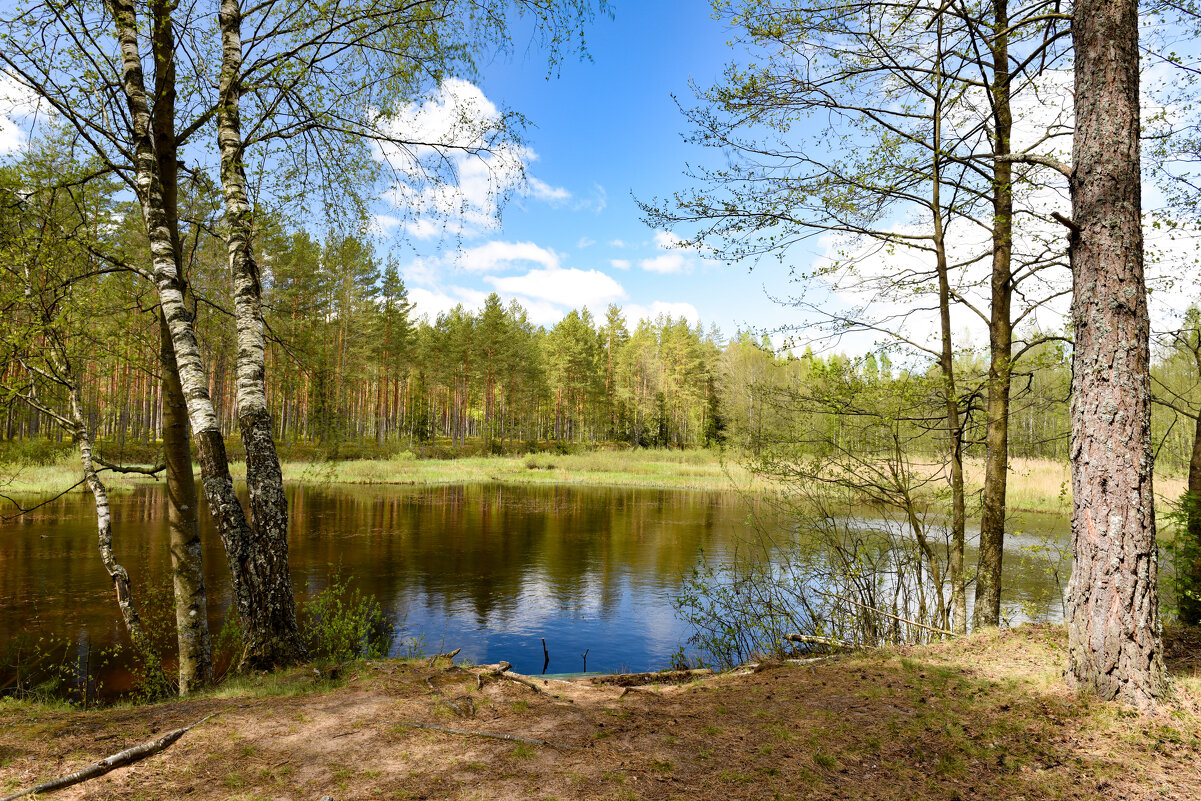 Лесное озеро - Александр Мезенцев Лесное озеро - Александр Мезенцев
