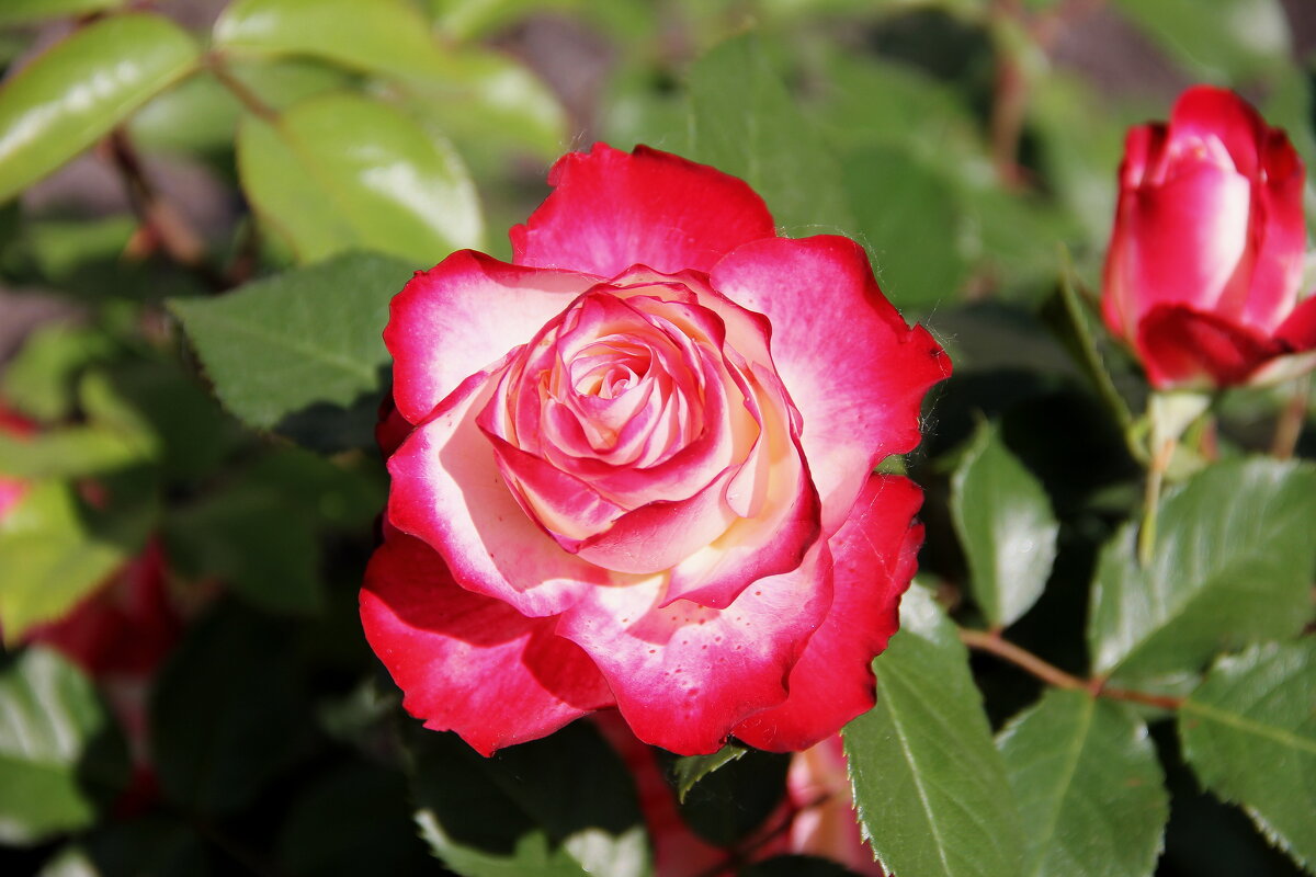 Роза - victor Lion Роза - victor Lion