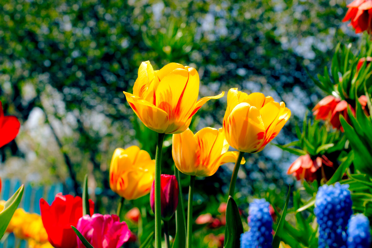 Тюльпаны - Татьяна Семенова