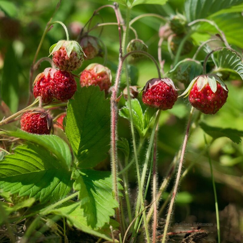 Земляника - Pavel Blashkin