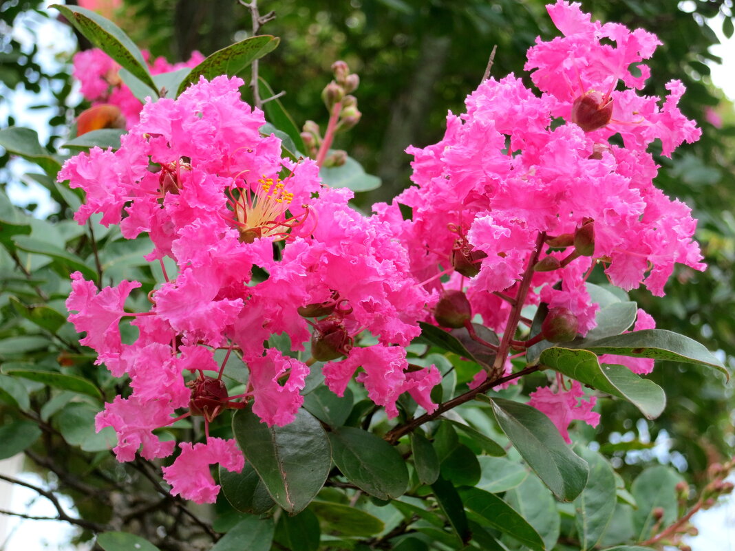 Индийская сирень - Валерий 