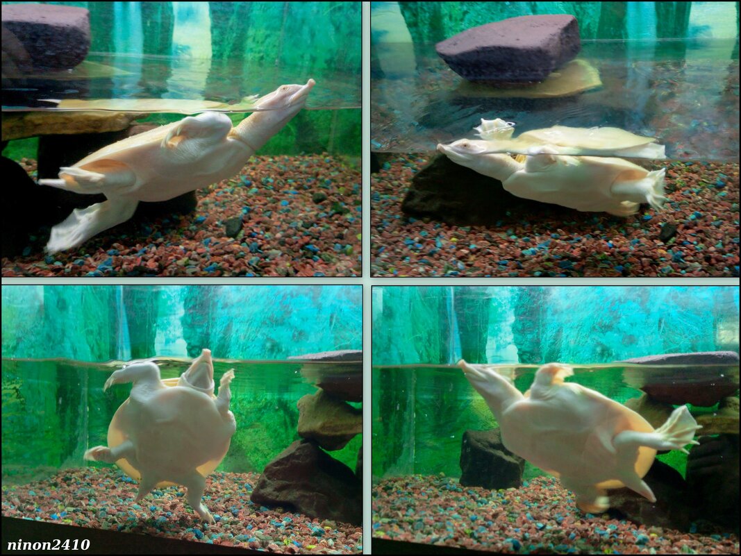 Аквариум в ростовском зоопарке - Нина Бутко