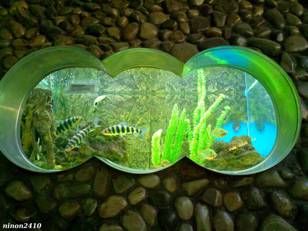 Аквариум в ростовском зоопарке - Нина Бутко