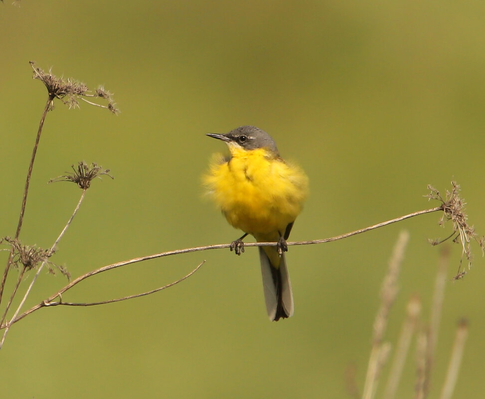 желтая трясогузка - Светлана желтая трясогузка - Светлана