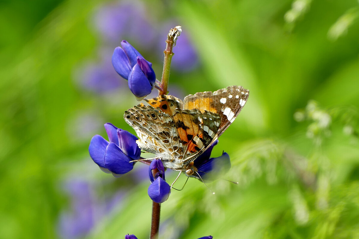 опять про бабочек 13 - Александр Прокудин