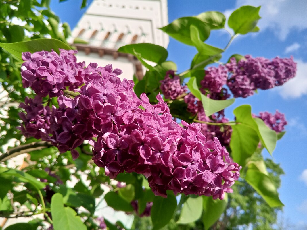 Сирень - Сапсан 