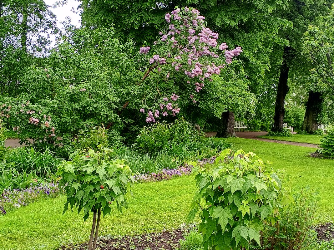 Лето - Сапсан 