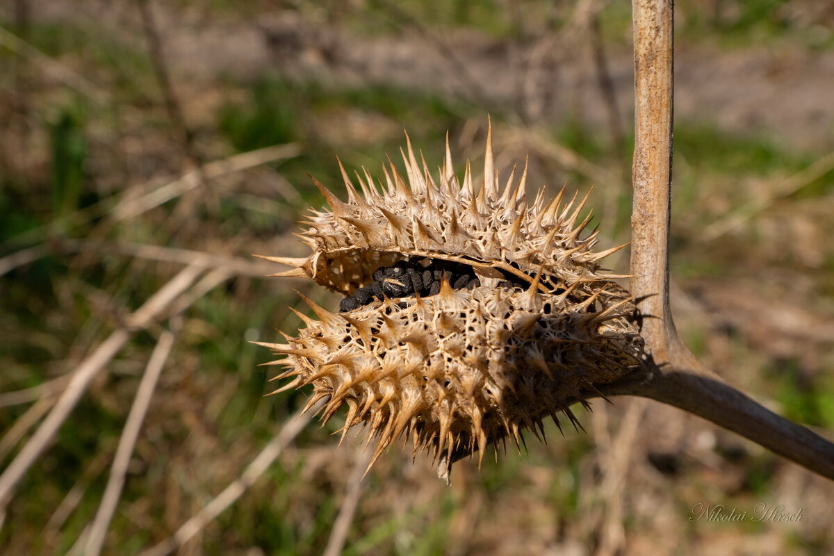 Шипастое... - Николай Гирш