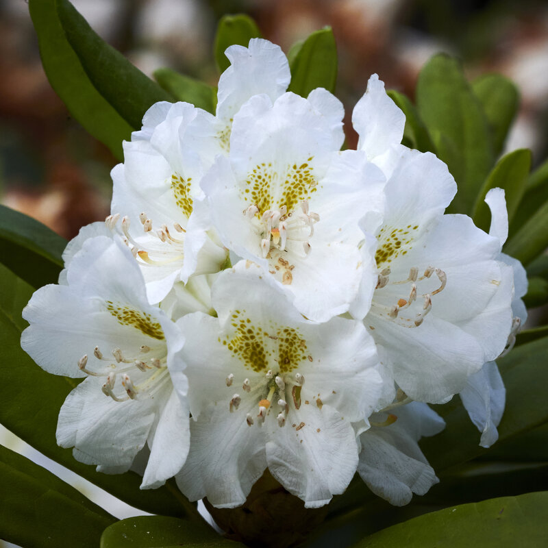 Рододендрон Великолепный Сердцевидный - Минихан Сафин Рододендрон Великолепный Сердцевидный - Минихан Сафин