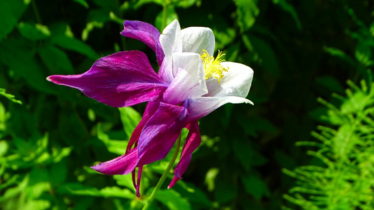 Дивная аквилегия. - Милешкин Владимир Алексеевич 