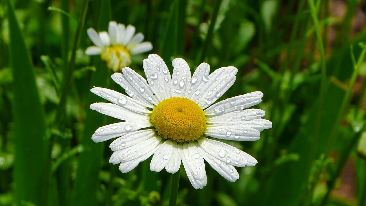 Картинка лета - Милешкин Владимир Алексеевич Картинка лета - Милешкин Владимир Алексеевич