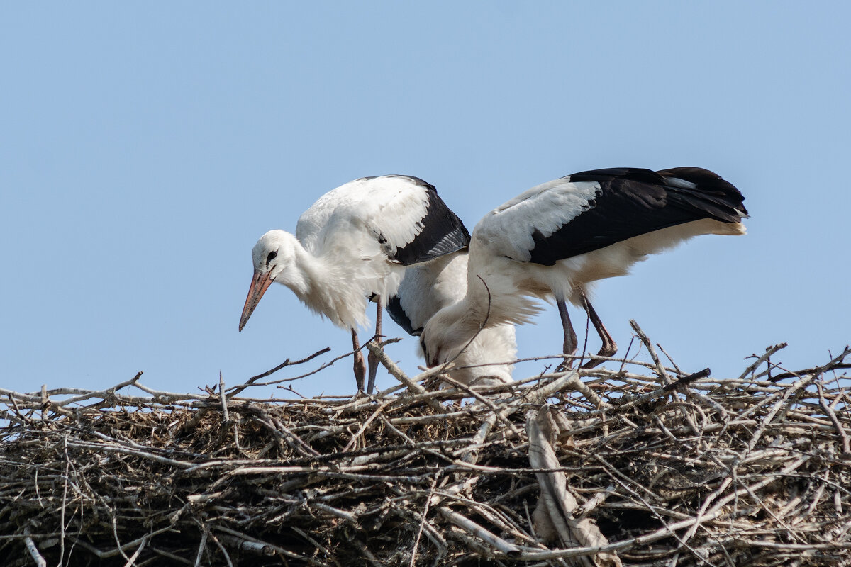 Дружная семейка. - Виктор Иванович Чернюк Дружная семейка. - Виктор Иванович Чернюк