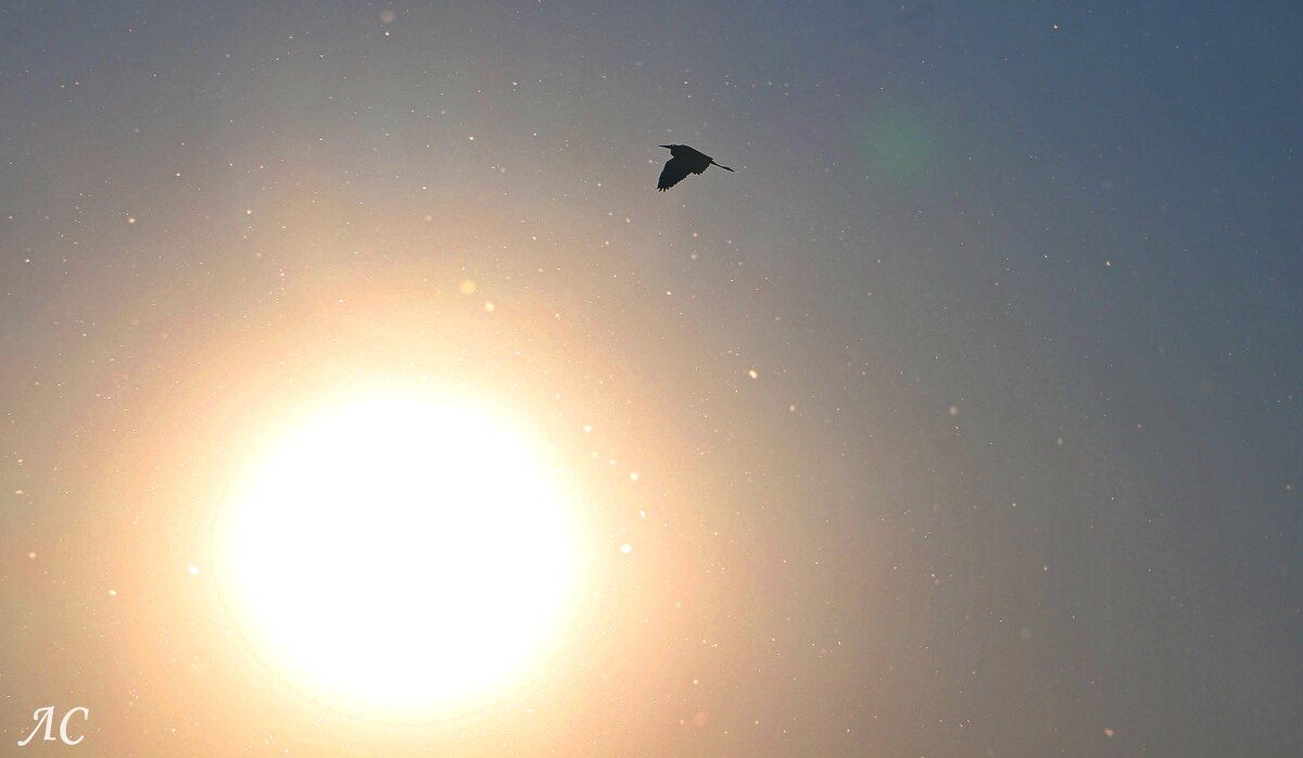 Солнце и цапля - Любовь Сахарова