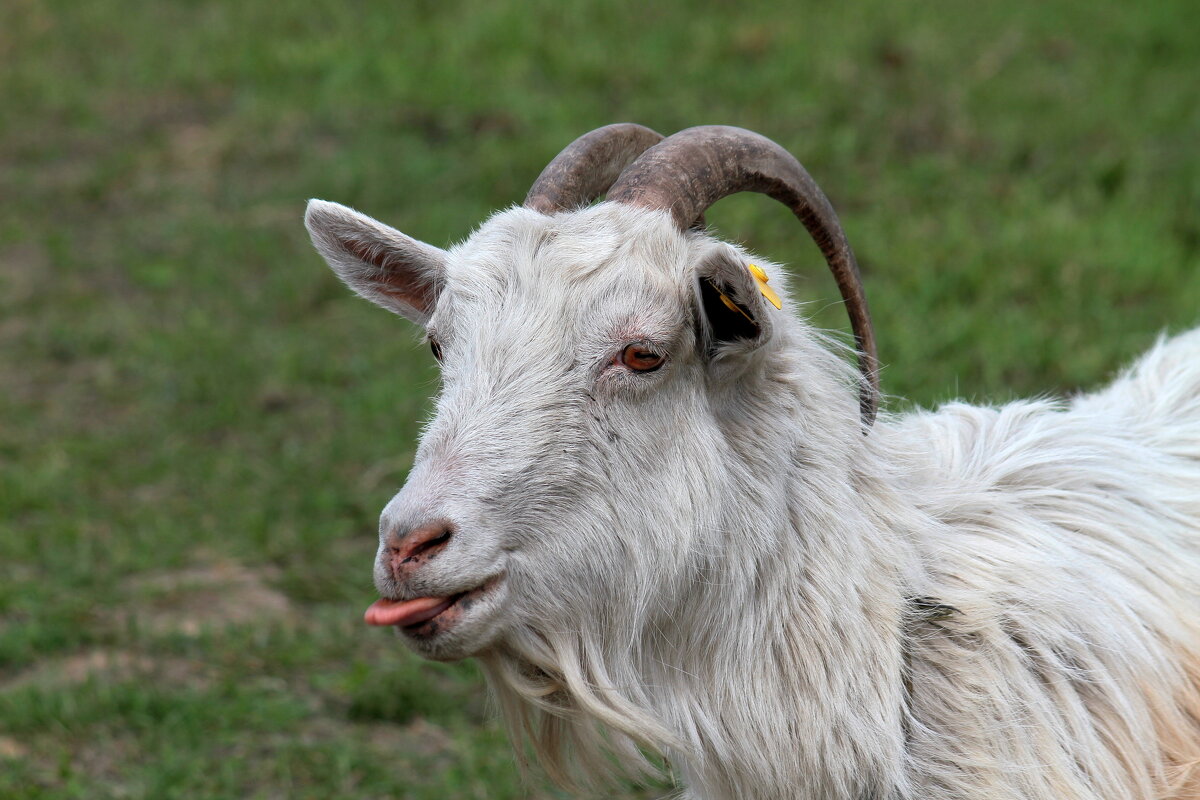 Козёл он и в Африке козёл... - Андрей Катков