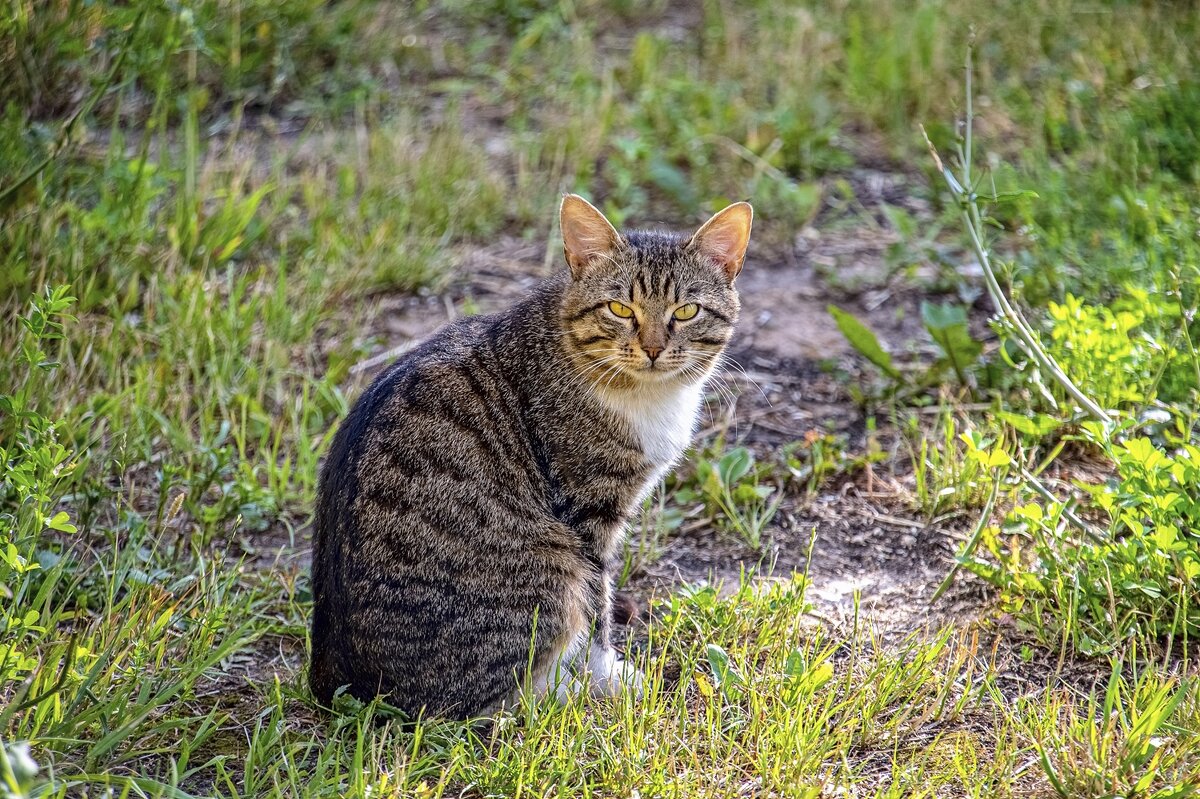 Недовольный котяра - Валерий Иванович