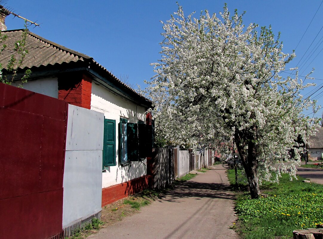 Мой родной город - Роман Савоцкий