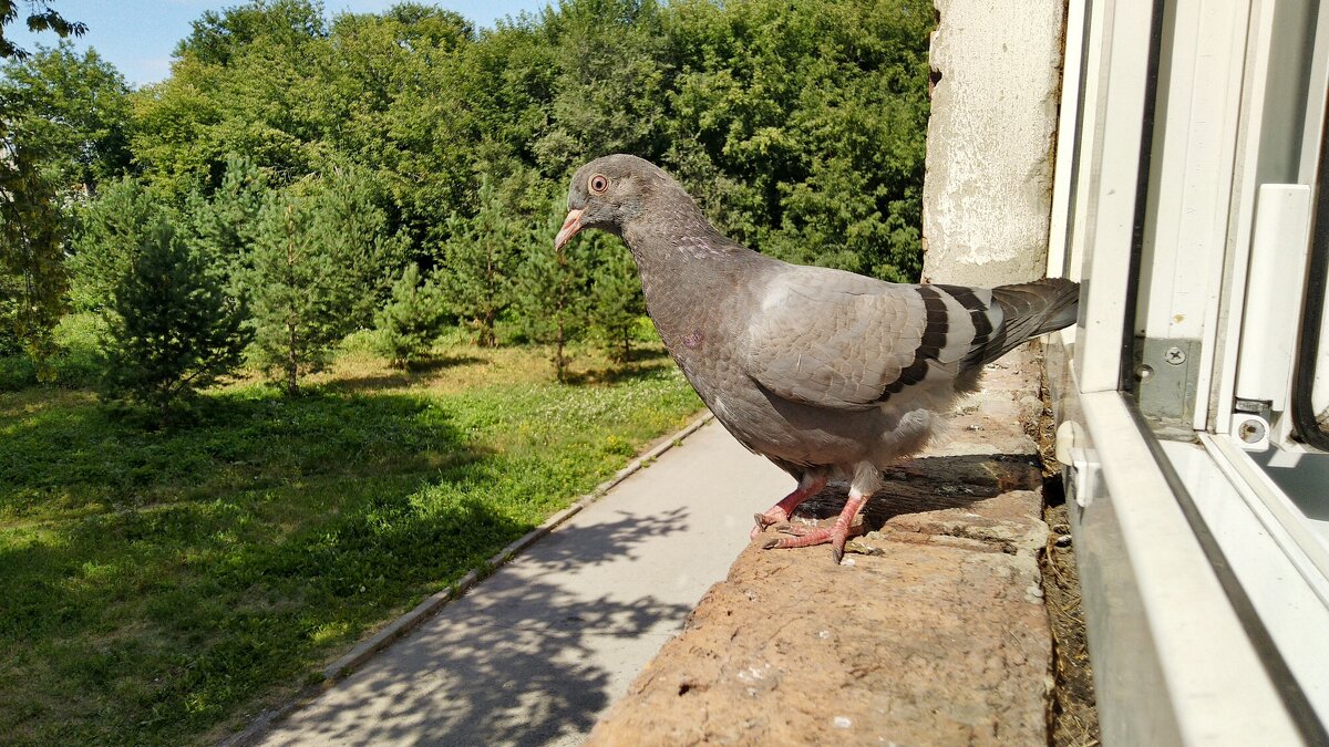 Посетитель... - Андрей Катков Посетитель... - Андрей Катков