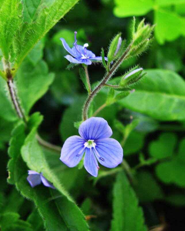 Нежность вероники - Людмила Смородинская Нежность вероники - Людмила Смородинская