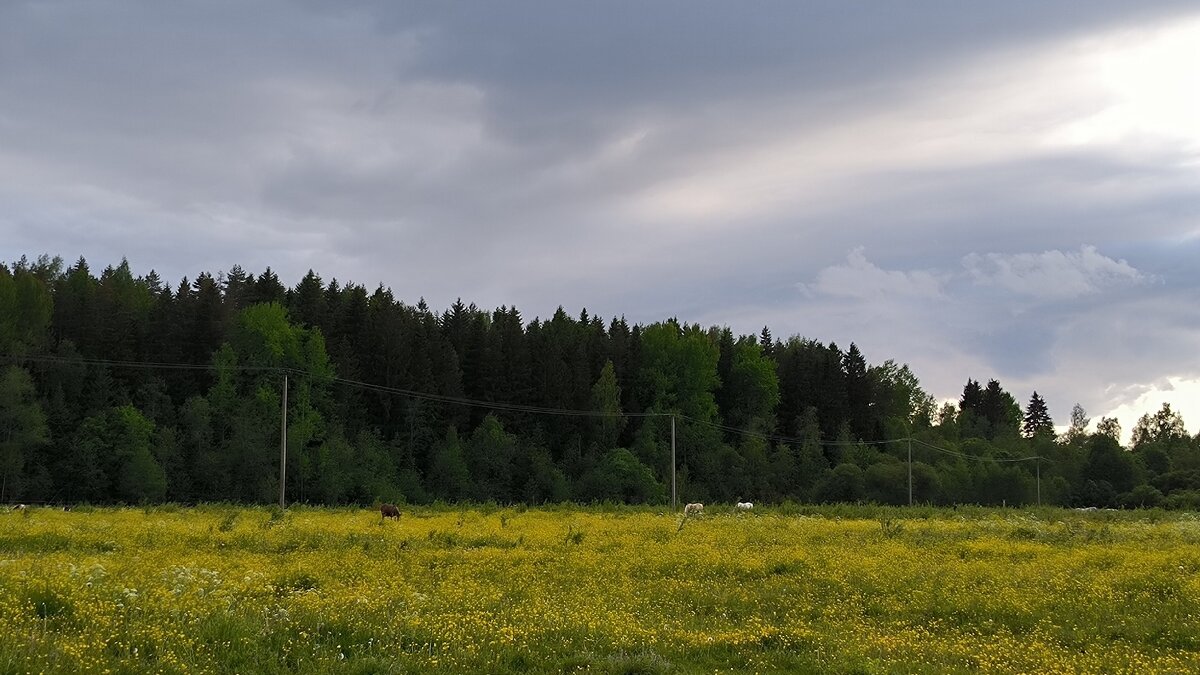 Поля Яви Нави. - Ольга Поля Яви Нави. - Ольга