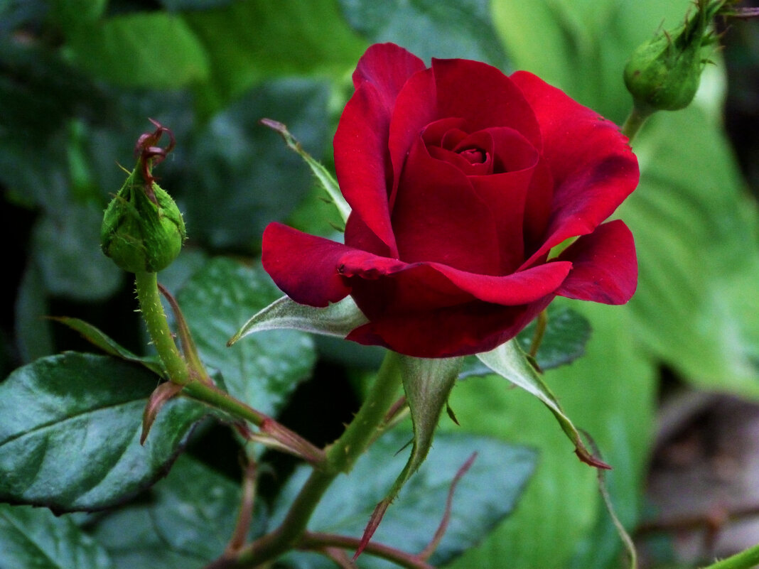 Бархатная роза - Валентин Семчишин