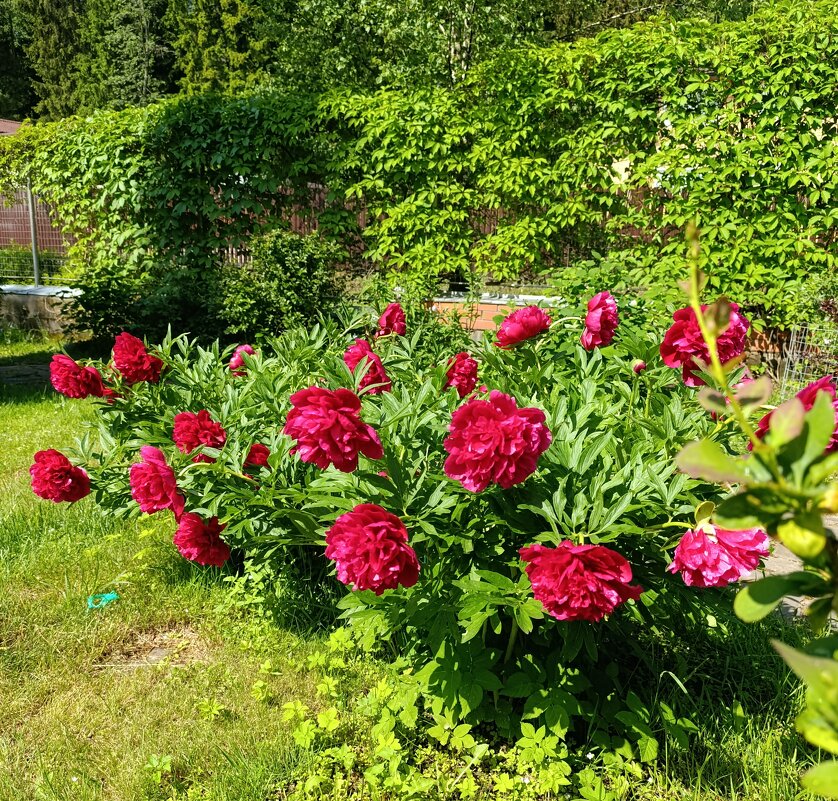 С добрым утром, друзья! - tatiana 