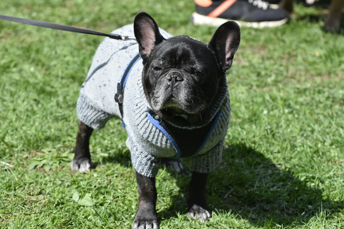 Москва. Парад французских бульдогов в усадьбе «Воронцово». - Наташа ***** Москва. Парад французских бульдогов в усадьбе «Воронцово». - Наташа *****