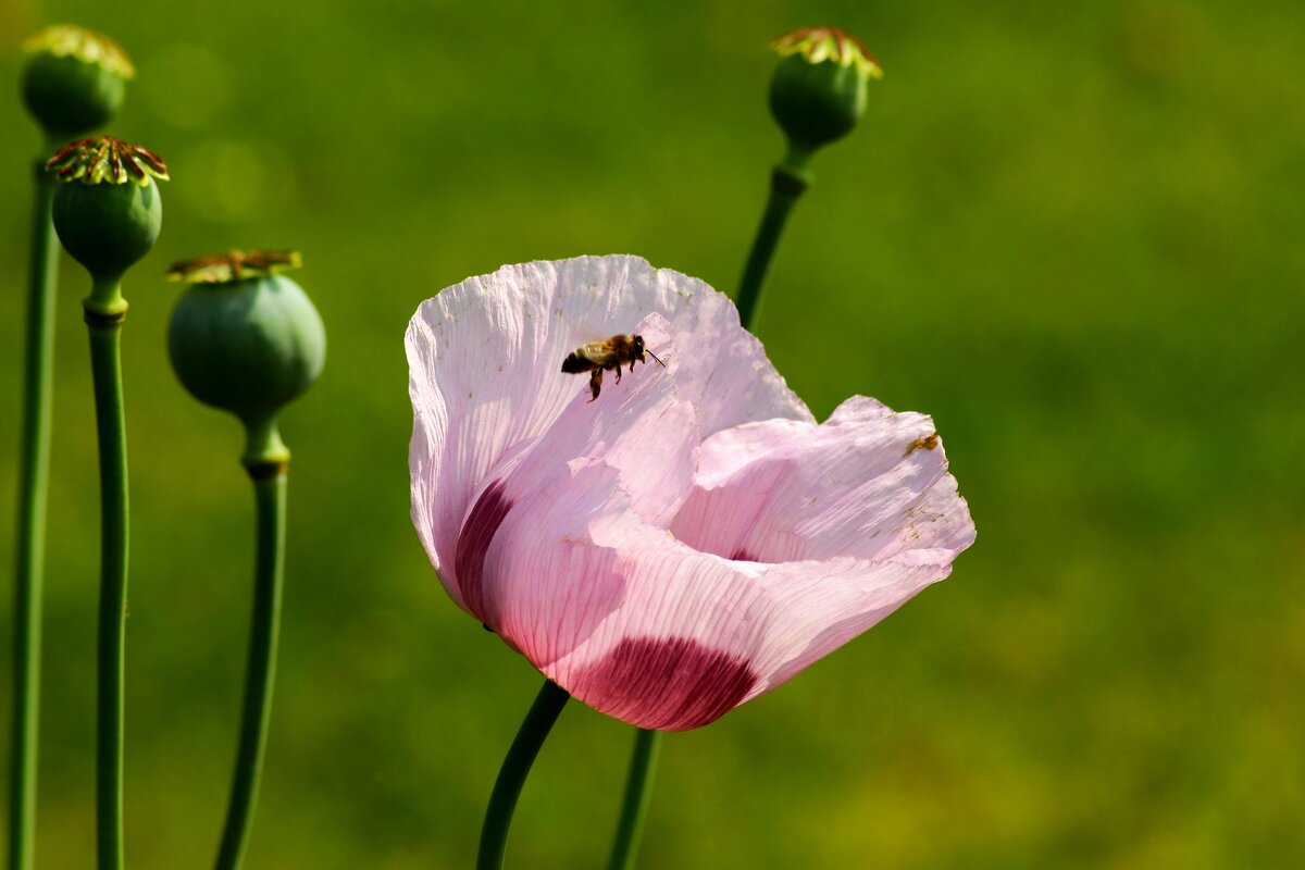 За мёдом - Юрий. Шмаков За мёдом - Юрий. Шмаков