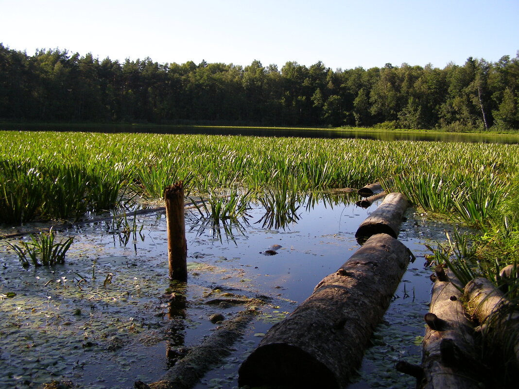 Ох Поганец - Николай ntv