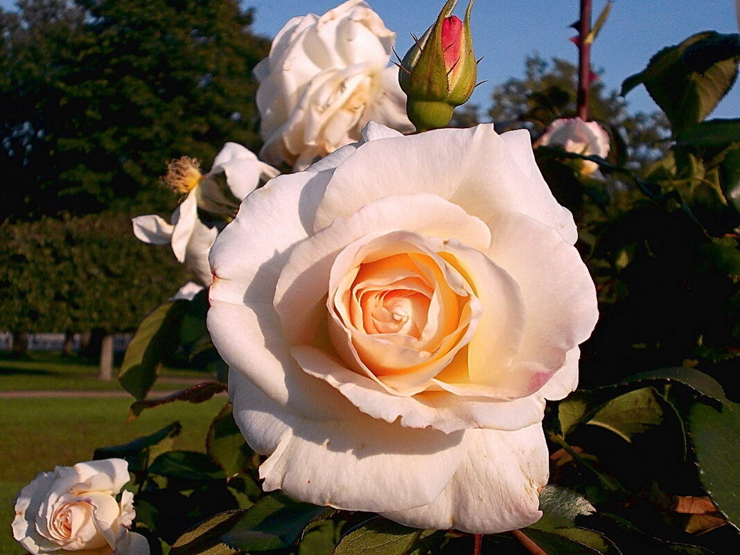 Роза. - VasiLina *