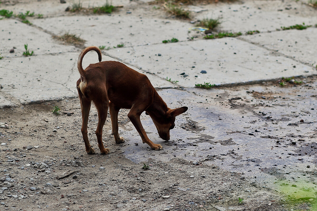 Гавкучий пёсик - Юрий Гайворонскiий Гавкучий пёсик - Юрий Гайворонскiий
