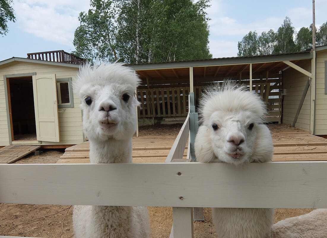 Дратути! Как дела? - Люба 