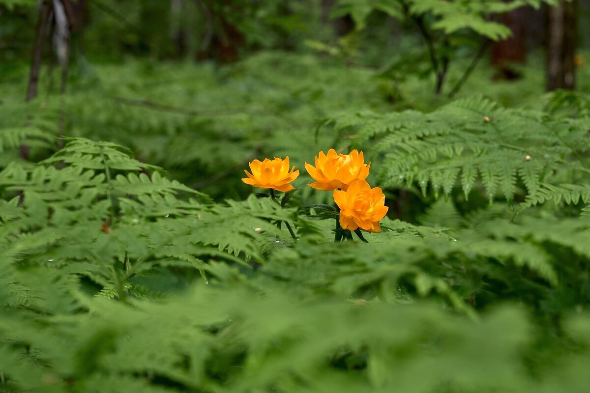 *** - Владимир *** - Владимир