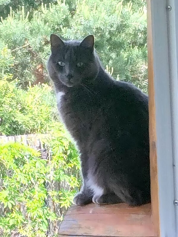 Басик на даче - Ольга Довженко