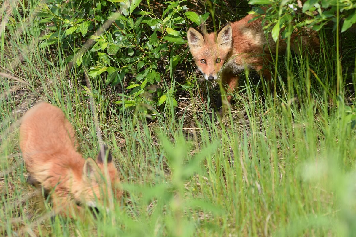лисички-сестрички - vg154 