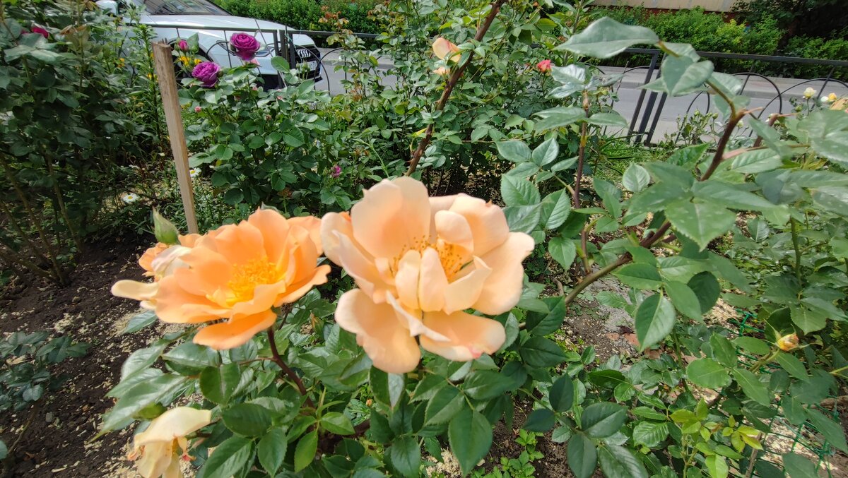 ,,, - Сергей Тимоновский