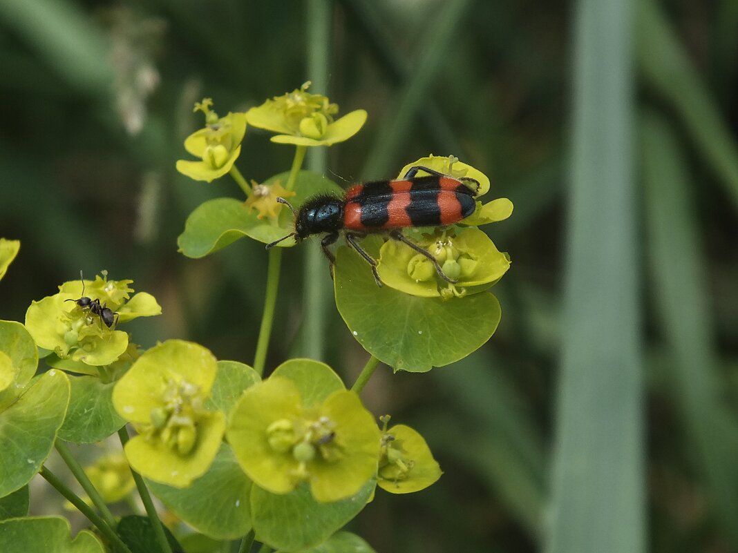 ** - Зоя Мишина