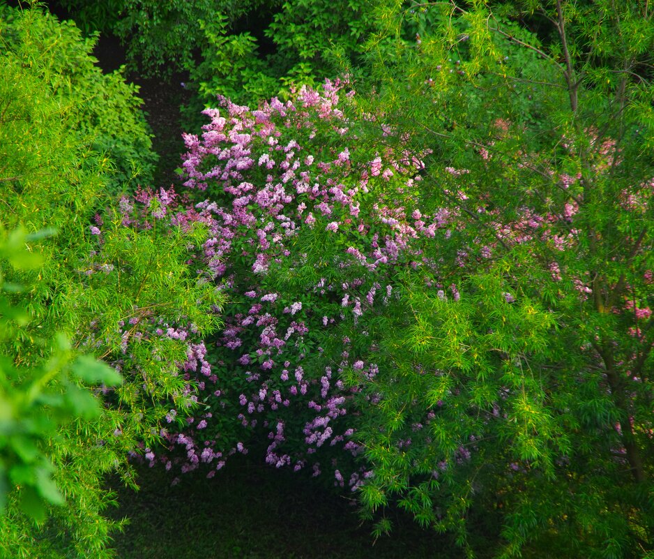 Куст сирени... - Юрий Куликов