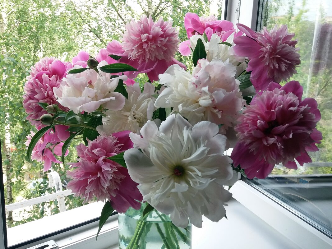 Время пионов - Galina Solovova Время пионов - Galina Solovova