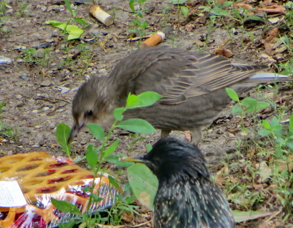 Скворчонок - Александр Чеботарь Скворчонок - Александр Чеботарь