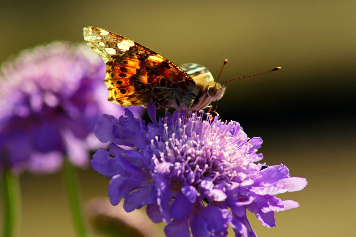 Утро бабочки - Юрий. Шмаков