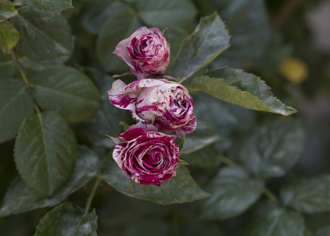 Время роз - Светлана Тихонина