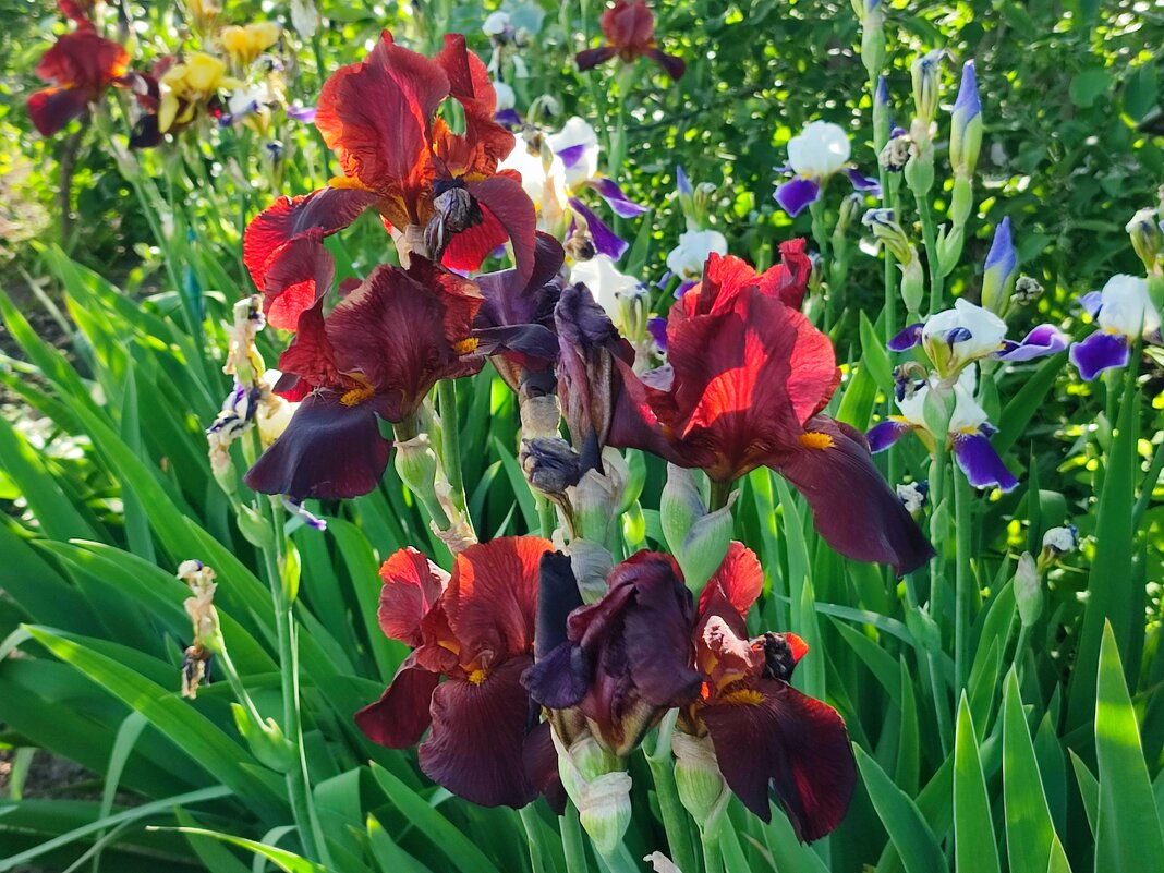 Ирисы. - Валентина Богатко 